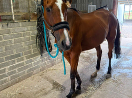 16.2hh 11yo TB Gelding