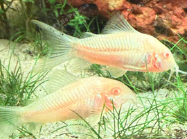 5x Albino corydoras