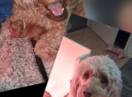2 cockapoo puppies 10 weeks old