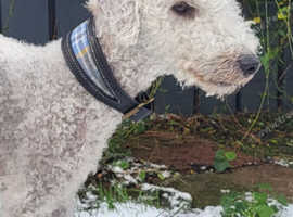 Bedlington terrier for stud