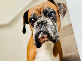 Boxer, looking for a forever home