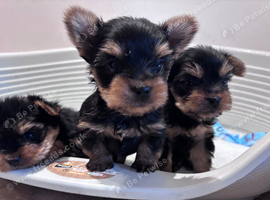 TOY SIZE YORKSHIRE TERRIER BOYS