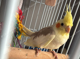 Male and female cockatiel