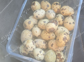 Jumbo quil hatching eggs