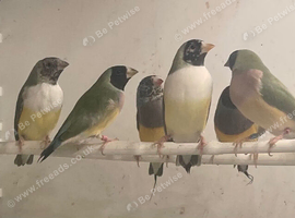 Black headed Gouldians for sale 2026