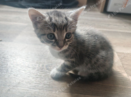 Two kittens for sale