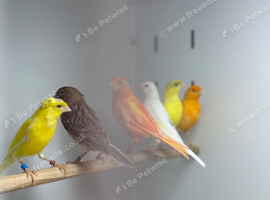 Canaries