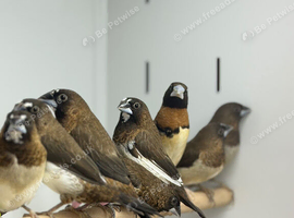 Bengals finch