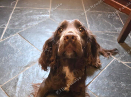 Female Cocker Spaniel