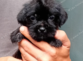 Ready now tiny Jackapooshih pups