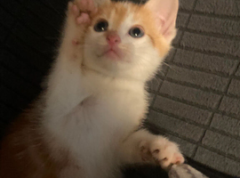 Gorgeous Kittens for sale