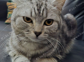 Beautiful Silver Shorthair Female Cat