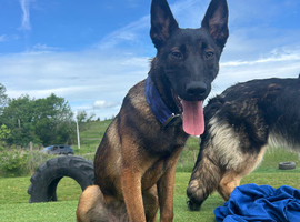 6 month old Belgian Malinois