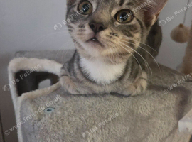 Looking to rehome my gorgeous 2 kittens