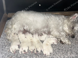 West Highland Terrier