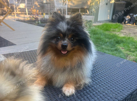 Stunning black merle tri pomeranian