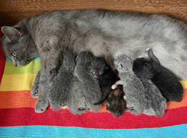 Kittens ready to Go