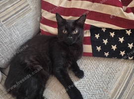 Maincoon cross kitten forsale 6months old