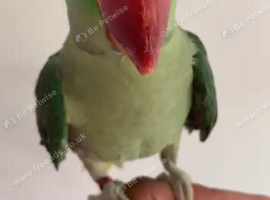 Baby alexandrine