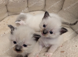 Pedigree Ragdoll mix litter ready 13 October