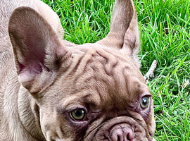 Male French bulldog