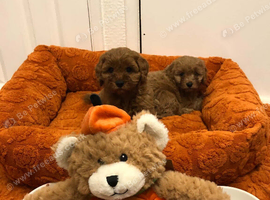 Gorgeous fox red cockapoo puppies