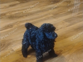 KC TOY POODLE MALE PUPPY