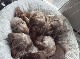 Miniature dachshunds- 2 males left