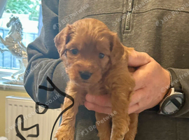RICH RED F1 TOY COCKAPOO PUPPIES