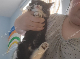Female kitten