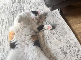 Calico