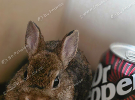 Stunning tiny netherland dwarf buck