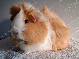 Guinea Pig Sow