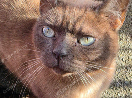 Burmese cat