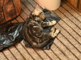 He ten weeks old