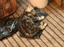 Kitten a boy