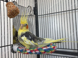Male cockatiel