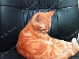 Ginger Kitten
