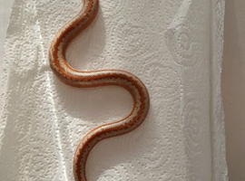 2025 pair of rosy boas