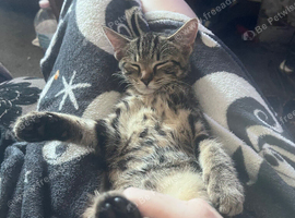 Beautiful trained kitten
