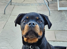 Rottweiler Puppy 5 months old. Ready and trained