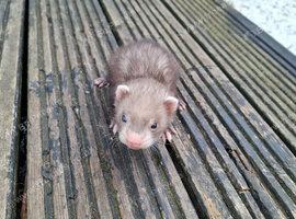 3 mix breed kits ferrets