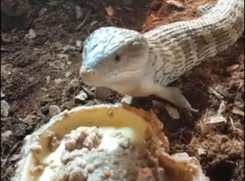 Blue tongue skink juvenile