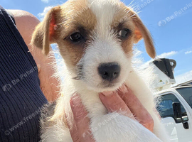 Jackrussell pups