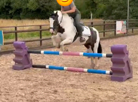12.2hh lead rein or second pony