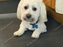 Maltese for stud