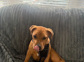 Beautiful bullmastiff x