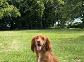 Fox red working cocker spaniel for stud