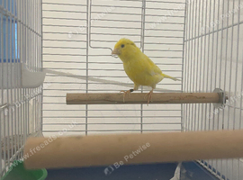 Waterslagger Canaries, Male singing