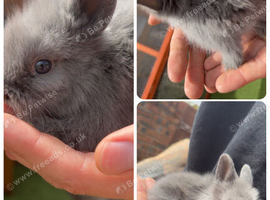 7 Beautiful baby Bunnies